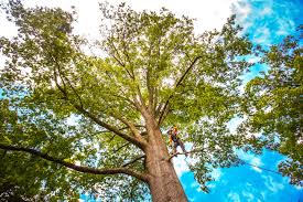 Best Firewood Processing and Delivery  in Badger, AK